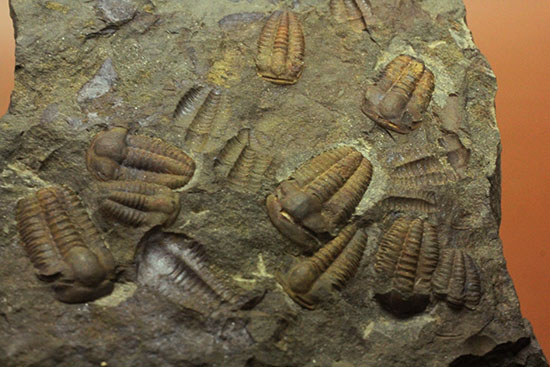 古生代カンブリア紀のチェコ産三葉虫、エリプソセファルス(Ellipsocephalus hoffi)。ネガポジ合わせて10体以上。(その5)