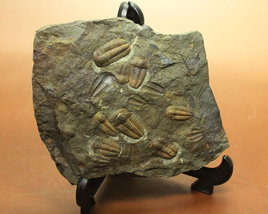 古生代カンブリア紀のチェコ産三葉虫、エリプソセファルス(Ellipsocephalus hoffi)。ネガポジ合わせて10体以上。(その6)
