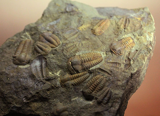 古生代カンブリア紀のチェコ産三葉虫、エリプソセファルス(Ellipsocephalus hoffi)。ネガポジ合わせて10体以上。(その7)