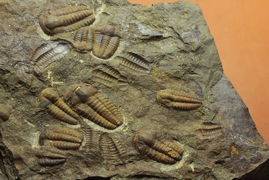 古生代カンブリア紀のチェコ産三葉虫、エリプソセファルス(Ellipsocephalus hoffi)。ネガポジ合わせて10体以上。(その8)