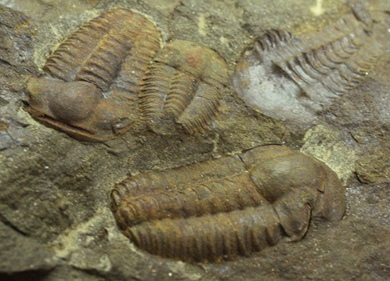 古生代カンブリア紀のチェコ産三葉虫、エリプソセファルス(Ellipsocephalus hoffi)。ネガポジ合わせて10体以上。(その9)