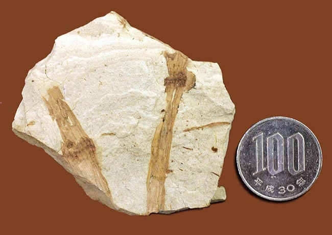 節を持った特徴的な茎が保存された兵庫県産のトクサの化石（その10）