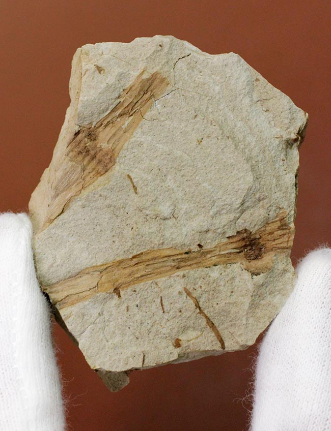 節を持った特徴的な茎が保存された兵庫県産のトクサの化石（その3）