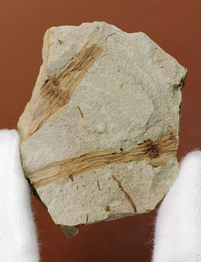節を持った特徴的な茎が保存された兵庫県産のトクサの化石(その3)