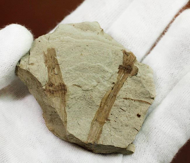 節を持った特徴的な茎が保存された兵庫県産のトクサの化石(その4)