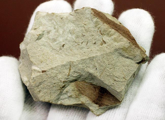 節を持った特徴的な茎が保存された兵庫県産のトクサの化石（その5）