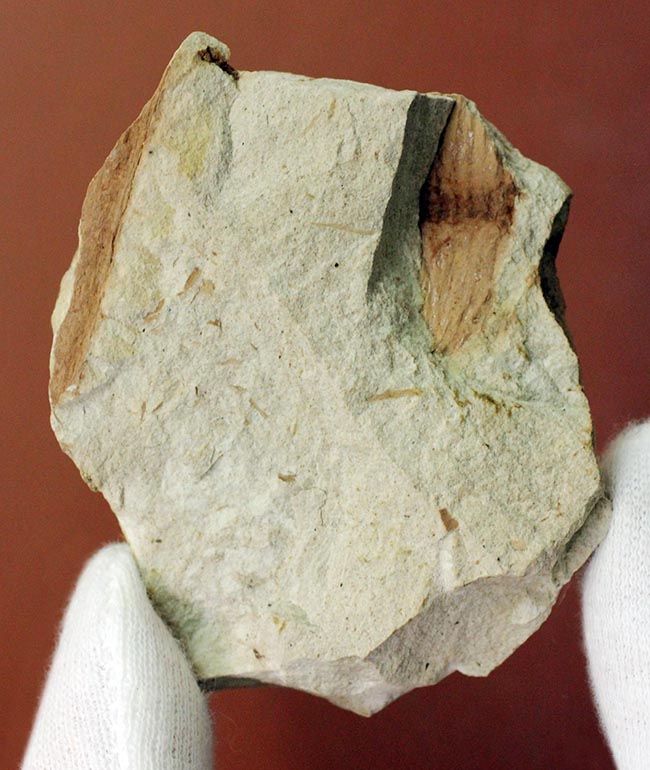 節を持った特徴的な茎が保存された兵庫県産のトクサの化石(その6)
