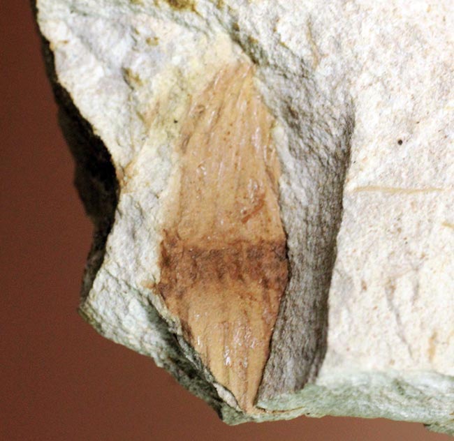 節を持った特徴的な茎が保存された兵庫県産のトクサの化石（その7）
