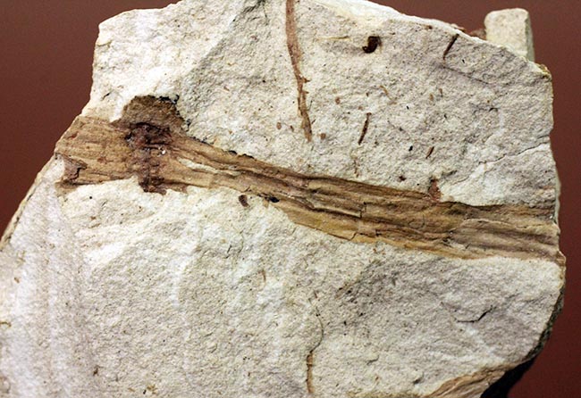 節を持った特徴的な茎が保存された兵庫県産のトクサの化石（その8）