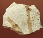 節を持った特徴的な茎が保存された兵庫県産のトクサの化石