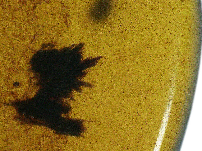 約1億年前の琥珀、まれに見るビッグサイズ、複雑な翅脈を持つ羽根が内包された希少なバーマイト(Burmite)(その7)
