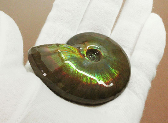 上質品、均質でなめらかな輝き!マダガスカル産光るアンモナイト(その3)