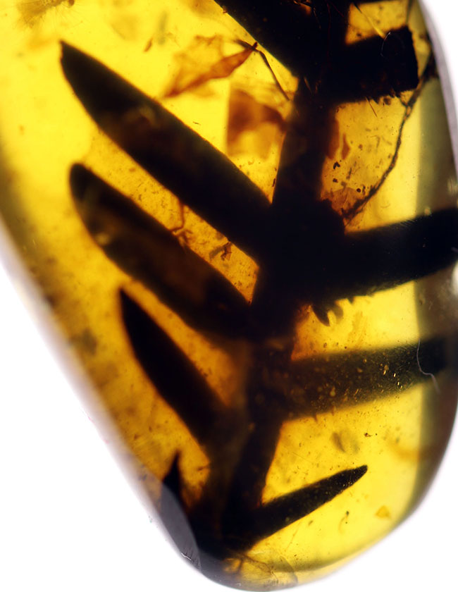 恐竜時代の大きいシダの葉が保存された、1億年前の貴重なビルマ琥珀(バーマイト)(その1)
