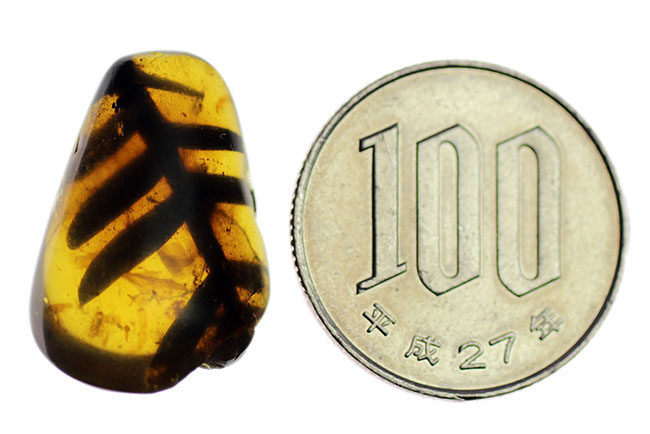 恐竜時代の大きいシダの葉が保存された、1億年前の貴重なビルマ琥珀(バーマイト)(その10)