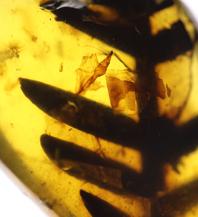 恐竜時代の大きいシダの葉が保存された、１億年前の貴重なビルマ琥珀（バーマイト）（その6）