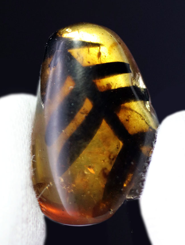 恐竜時代の大きいシダの葉が保存された、1億年前の貴重なビルマ琥珀(バーマイト)(その9)