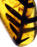 恐竜時代の大きいシダの葉が保存された、１億年前の貴重なビルマ琥珀（バーマイト）