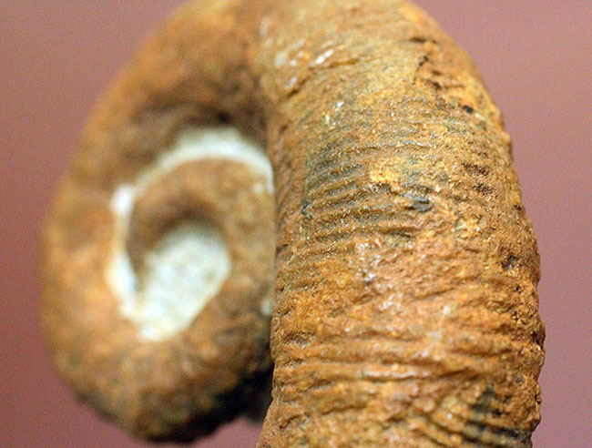 モロッコ産異常巻きアンモナイト、アクリオセラス（Acrioceras