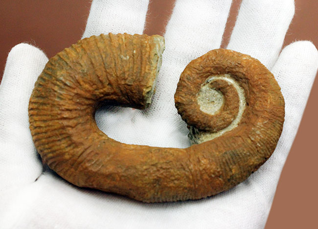 モロッコ産異常巻きアンモナイト、アクリオセラス（Acrioceras sp