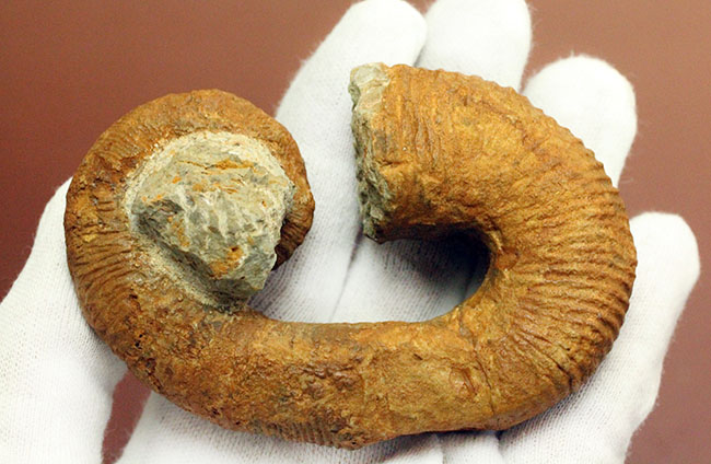 【限定値下げ中】博物館級 異常巻 アンモナイト 7化石密集 アイノセラス 高品質 プレスリリース]北海道羽幌町より新種の異常巻きアンモナイトを