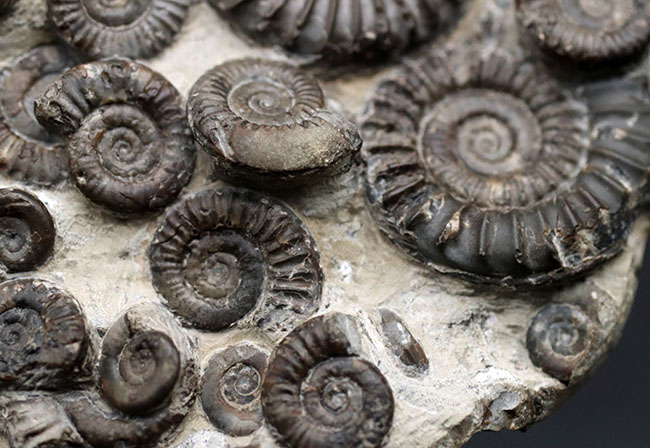 中生代ジュラ紀前期の示準化石、アルニオセラス(Arnioceras)を75体以上含む驚異のマルチ化石(その10)