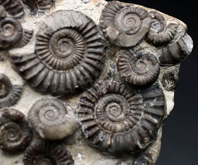 中生代ジュラ紀前期の示準化石、アルニオセラス（Arnioceras）を７５体以上含む驚異のマルチ化石（その11）