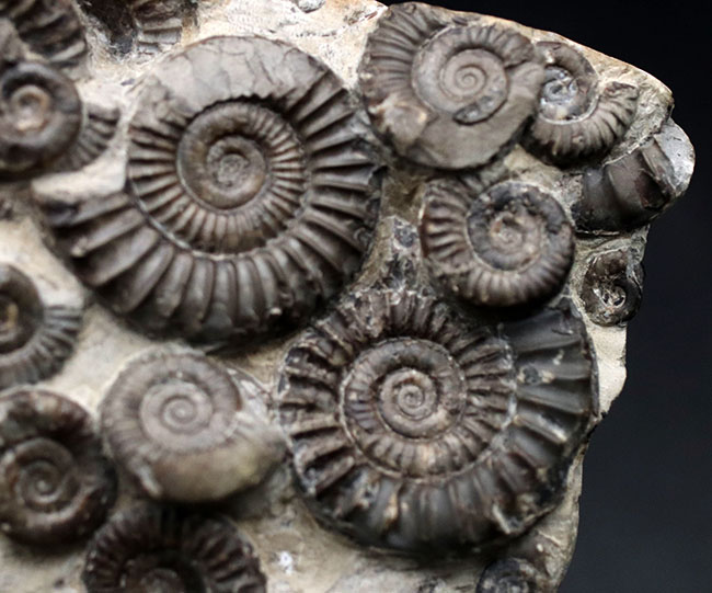 中生代ジュラ紀前期の示準化石、アルニオセラス(Arnioceras)を75体以上含む驚異のマルチ化石(その11)