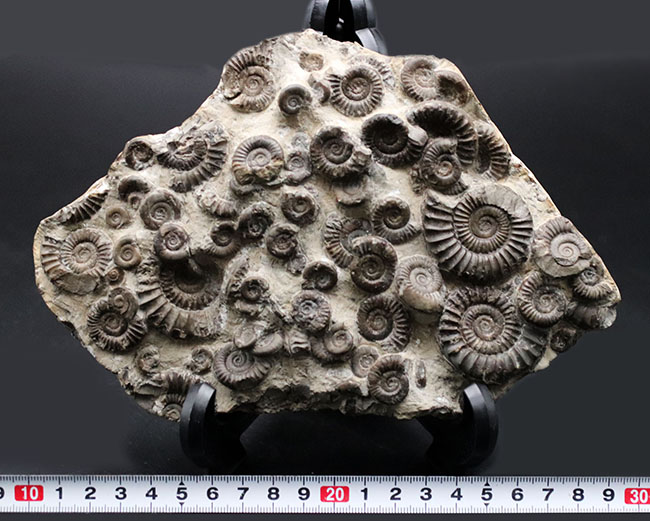 中生代ジュラ紀前期の示準化石、アルニオセラス（Arnioceras）を７５体以上含む驚異のマルチ化石（その12）