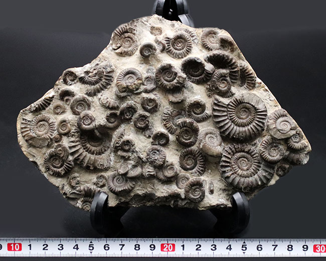中生代ジュラ紀前期の示準化石、アルニオセラス(Arnioceras)を75体以上含む驚異のマルチ化石(その12)