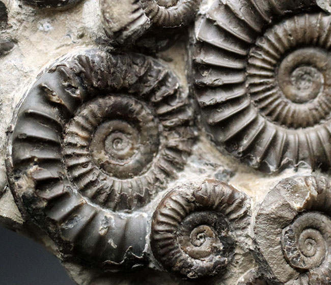 中生代ジュラ紀前期の示準化石、アルニオセラス(Arnioceras)を75体以上含む驚異のマルチ化石(その2)