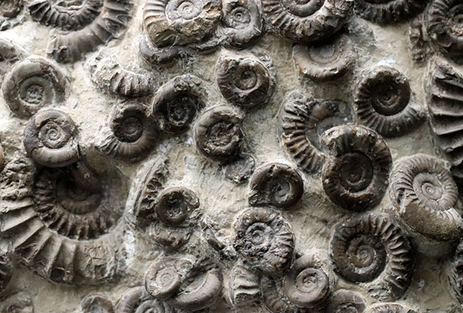 中生代ジュラ紀前期の示準化石、アルニオセラス（Arnioceras）を７５体以上含む驚異のマルチ化石（その3）
