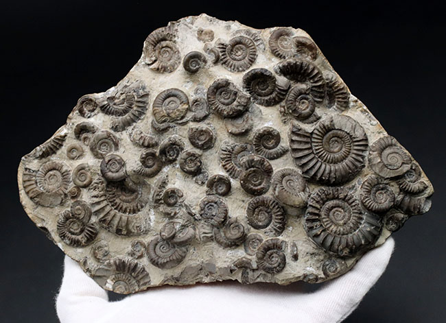 中生代ジュラ紀前期の示準化石、アルニオセラス(Arnioceras)を75体以上含む驚異のマルチ化石(その4)