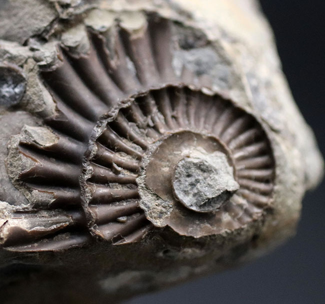 中生代ジュラ紀前期の示準化石、アルニオセラス(Arnioceras)を75体以上含む驚異のマルチ化石(その6)