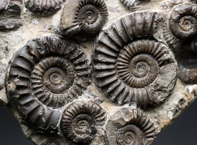 中生代ジュラ紀前期の示準化石、アルニオセラス（Arnioceras）を７５体以上含む驚異のマルチ化石（その8）