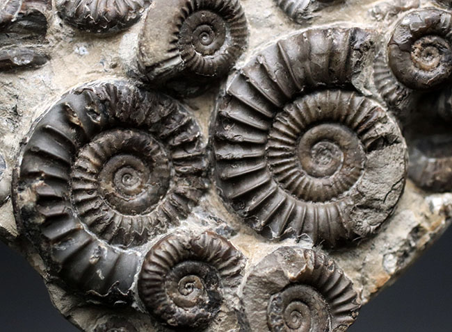 中生代ジュラ紀前期の示準化石、アルニオセラス(Arnioceras)を75体以上含む驚異のマルチ化石(その8)