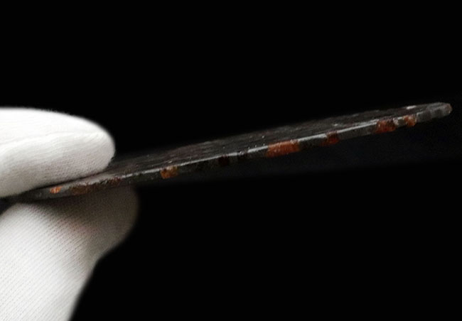 後方よりライトを浴びると煌々と輝くカンラン石にご注目、ケニア産の石鉄隕石、パラサイト(その7)