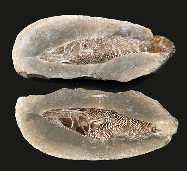 鱗に保存状態に驚愕!ネガポジ揃ってます!恐竜時代の絶滅古代魚、ラコレピス(Rhacolepis)の化石(その1)