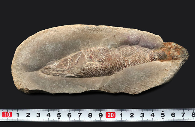 鱗に保存状態に驚愕!ネガポジ揃ってます!恐竜時代の絶滅古代魚、ラコレピス(Rhacolepis)の化石(その10)