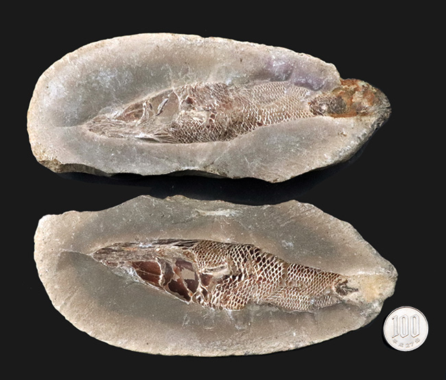 鱗に保存状態に驚愕!ネガポジ揃ってます!恐竜時代の絶滅古代魚、ラコレピス(Rhacolepis)の化石(その11)