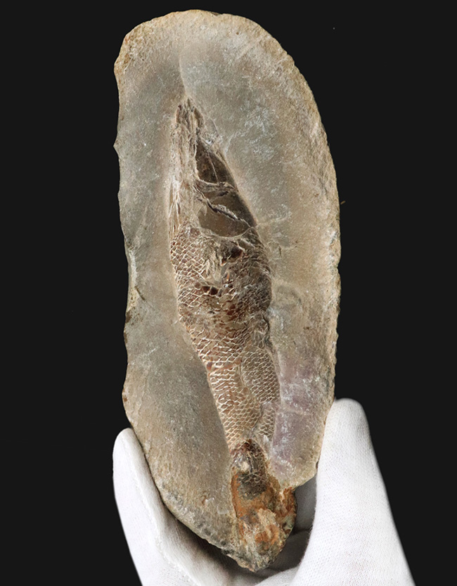 鱗に保存状態に驚愕!ネガポジ揃ってます!恐竜時代の絶滅古代魚、ラコレピス(Rhacolepis)の化石(その2)