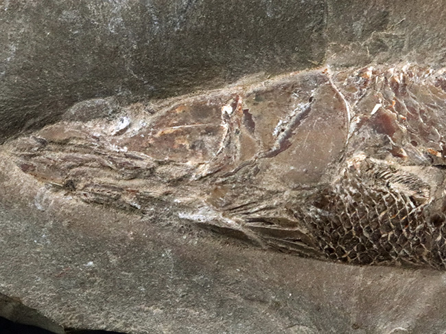 鱗に保存状態に驚愕！ネガポジ揃ってます！恐竜時代の絶滅古代魚、ラコレピス（Rhacolepis）の化石（その3）