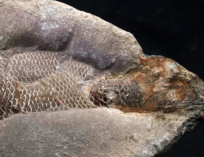鱗に保存状態に驚愕!ネガポジ揃ってます!恐竜時代の絶滅古代魚、ラコレピス(Rhacolepis)の化石(その5)