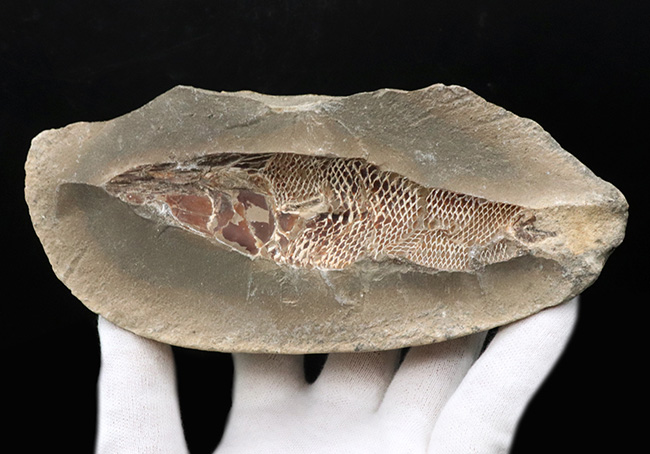 鱗に保存状態に驚愕！ネガポジ揃ってます！恐竜時代の絶滅古代魚、ラコレピス（Rhacolepis）の化石（その6）