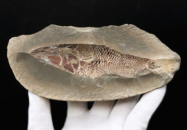 鱗に保存状態に驚愕!ネガポジ揃ってます!恐竜時代の絶滅古代魚、ラコレピス(Rhacolepis)の化石(その6)