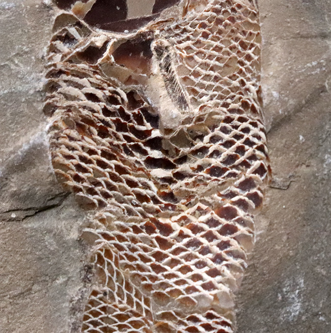 鱗に保存状態に驚愕！ネガポジ揃ってます！恐竜時代の絶滅古代魚、ラコレピス（Rhacolepis）の化石（その7）