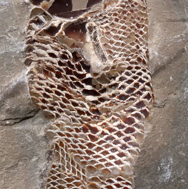 鱗に保存状態に驚愕!ネガポジ揃ってます!恐竜時代の絶滅古代魚、ラコレピス(Rhacolepis)の化石(その7)