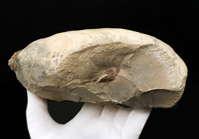 鱗に保存状態に驚愕!ネガポジ揃ってます!恐竜時代の絶滅古代魚、ラコレピス(Rhacolepis)の化石(その8)