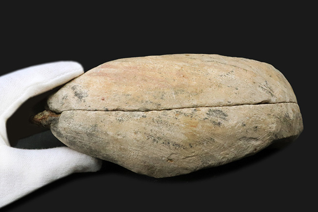鱗に保存状態に驚愕!ネガポジ揃ってます!恐竜時代の絶滅古代魚、ラコレピス(Rhacolepis)の化石(その9)