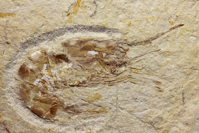 レバノン産白亜紀のエビが二体保存されたマルチプレート標本(その1)