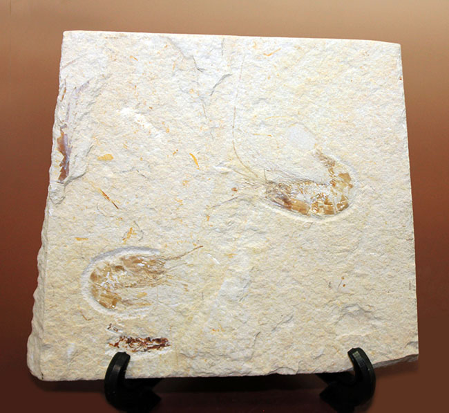 レバノン産白亜紀のエビが二体保存されたマルチプレート標本（その2）